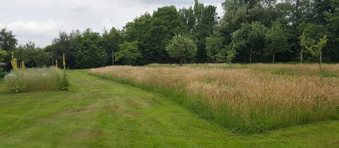 Hier is het gazon omgevormd naar hooiland en daarbij is er een bloemenakker toegevoegd