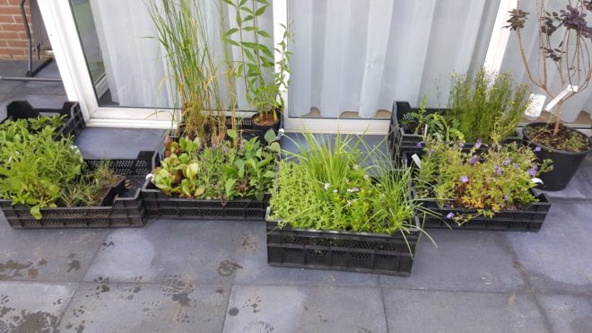 Diverse inplantklussen in Heino
