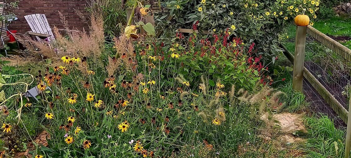 Zevenbladtuin omgevormd naar insectvriendelijke pluktuin