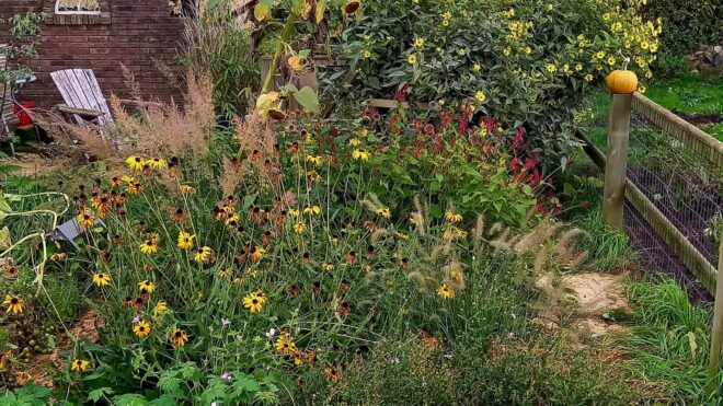 Zevenbladtuin omgevormd naar insectvriendelijke pluktuin