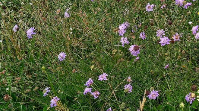 Bloemenweiden zijn de toekomst