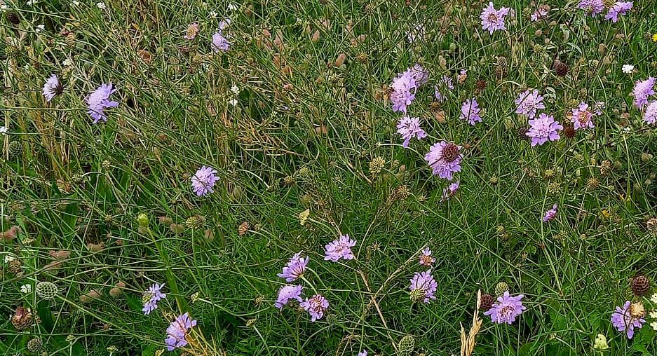 Bloemenweiden zijn de toekomst