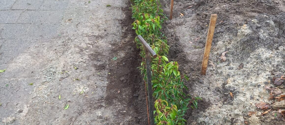 Haagje planten Heino