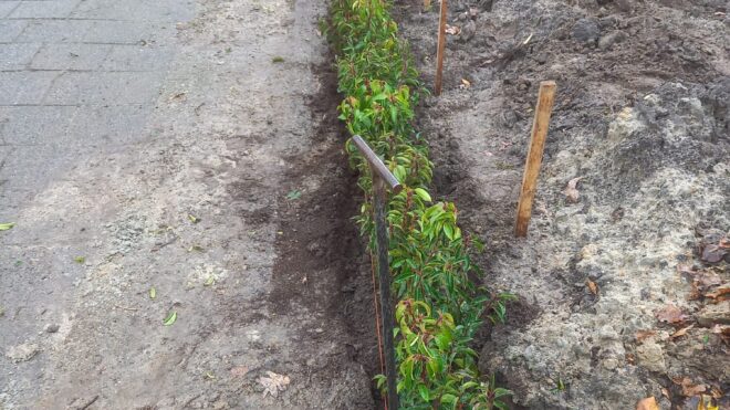 Haagje planten Heino