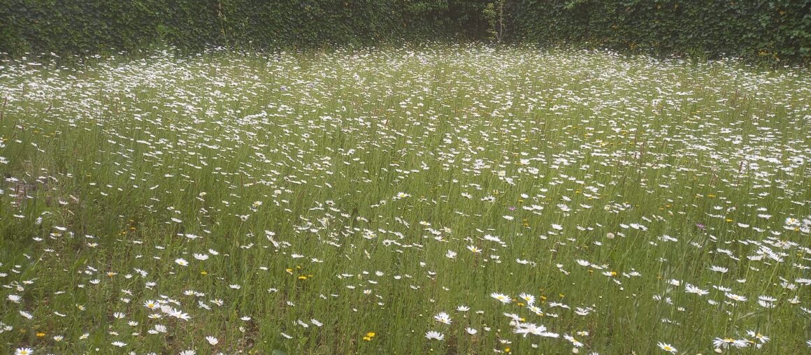 Bloemenweide Zutphen maakt groei door