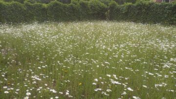Bloemenweide Zutphen maakt groei door