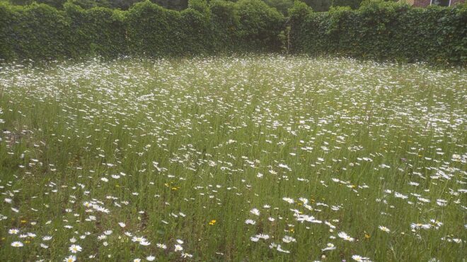 Bloemenweide Zutphen maakt groei door