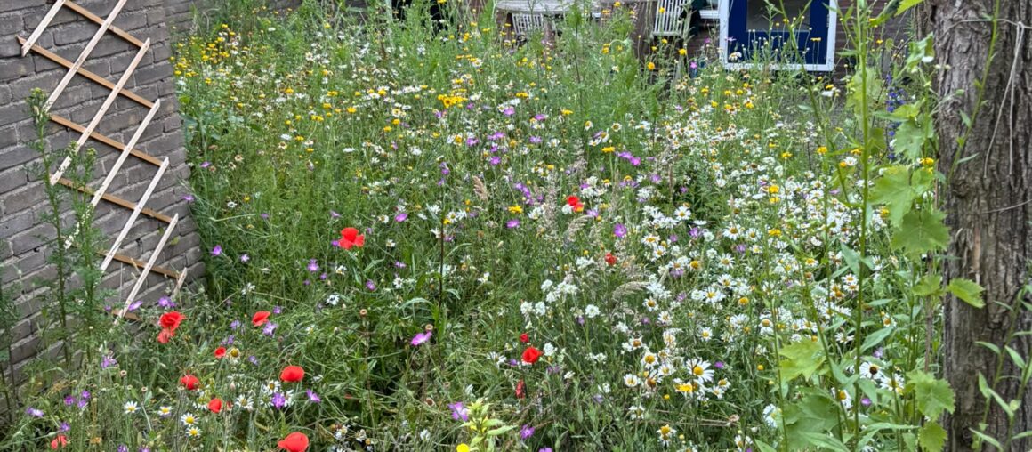Bloemenweiden stadstuin Zutphen