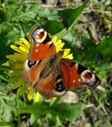 vlinder paardenbloem